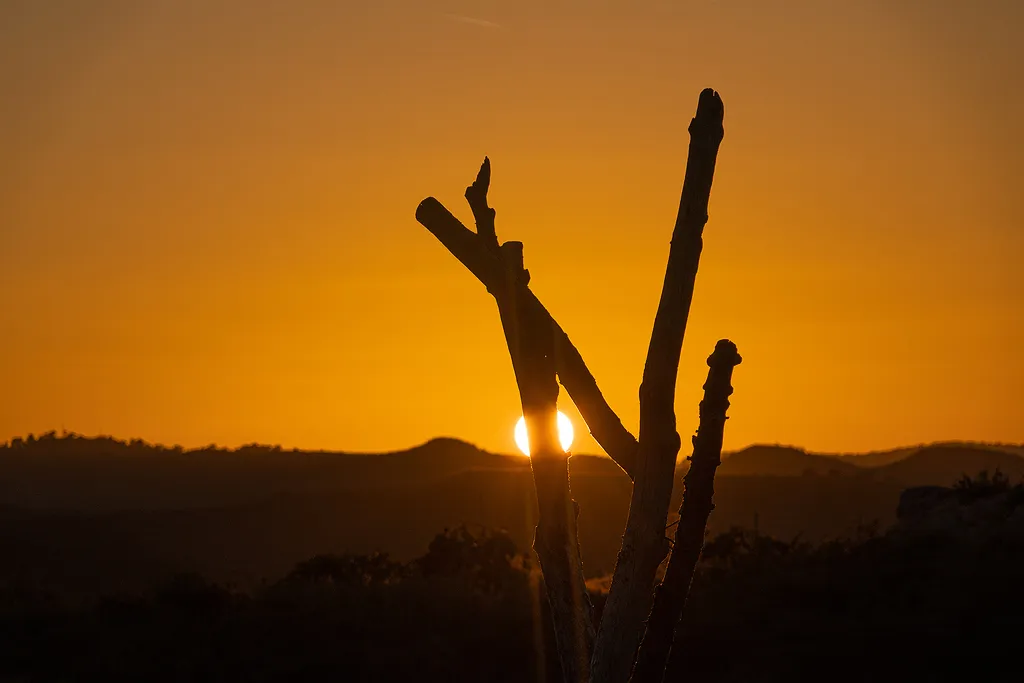 El bosc de les Creus