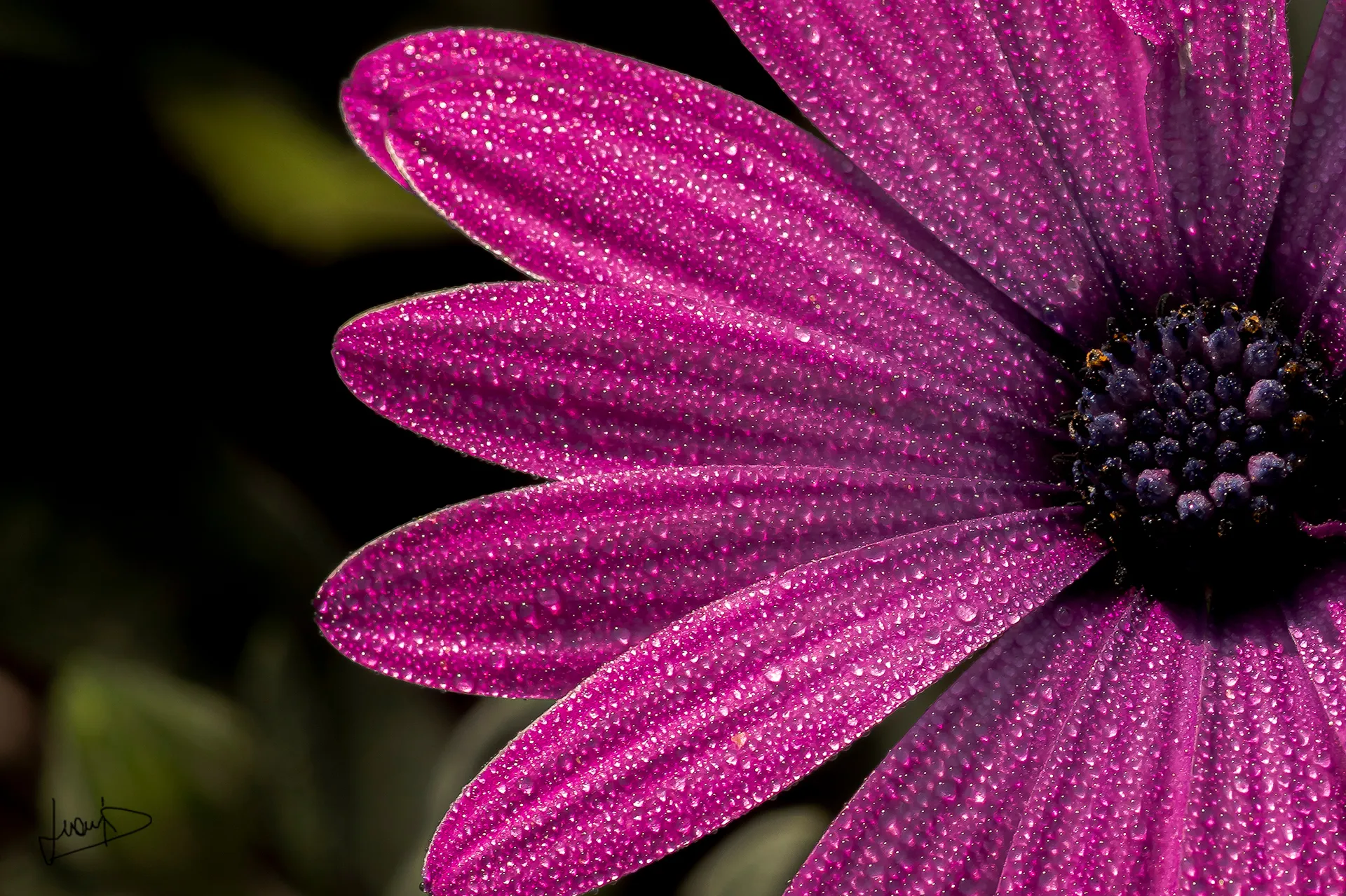 Flor fucsia con gotas de agua en sus pétalos
